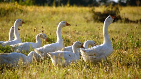 Gans, Ditmarschen