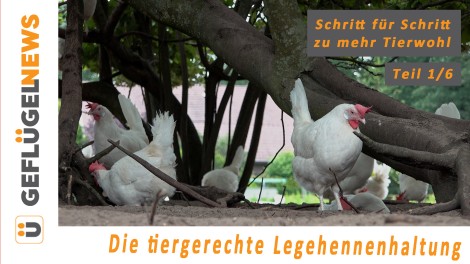 Tierwohl Serie