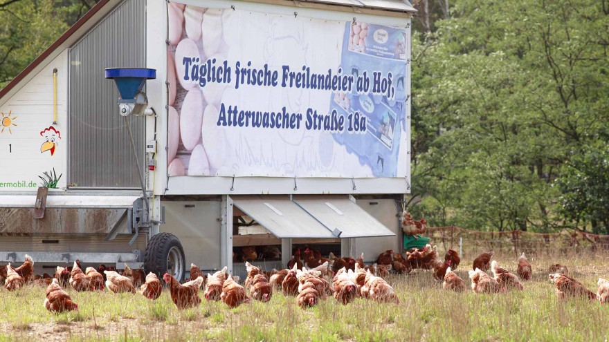 Mobilstall Legehennen