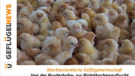 Bruderhahn, Bio, Hähnchen