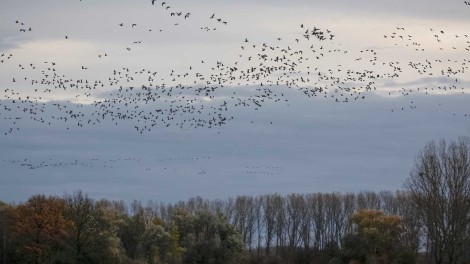 Vogelschwarm in der freien Natur